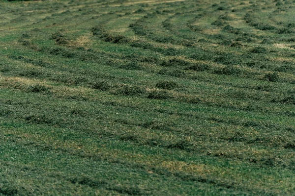 Grass Yard Cut Lawn Mower — Stock Photo, Image