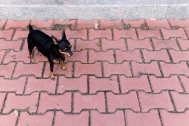 Pinscher minyatürü yerde duruyor.