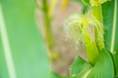 Genç mısırlar ağaçta büyüyor.