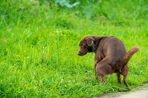 Kahverengi köpek parka sıçıyor.