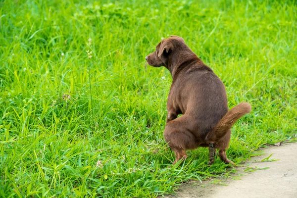Kahverengi köpek parka sıçıyor.