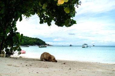 Kumsalda yatan kahverengi köpek