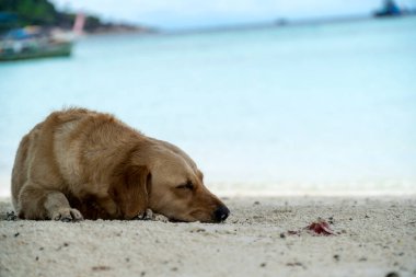 Kumsalda uyuyan kahverengi köpek