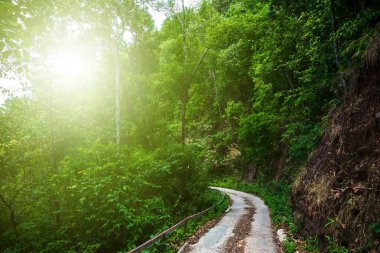 Ormanda yol... Dağda güneş ışığı...