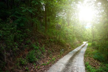 Ormanda yol... Dağda güneş ışığı...