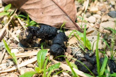 Kamu parkındaki çimlerin üzerinde siyah köpek dışkıları