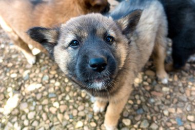 brown and black haired puppies are looking at the camera