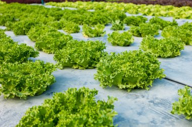 Bahçedeki Frillice Buzdağı