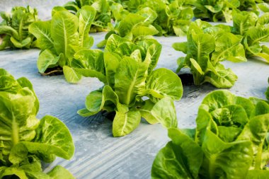 Mini Çünkü Marul Bahçede