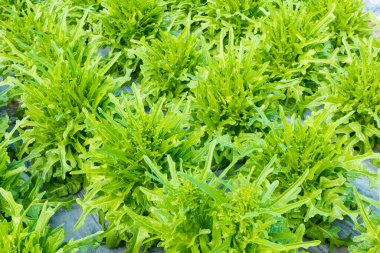 Yeşil Salata Kasesi Bahçede Marul