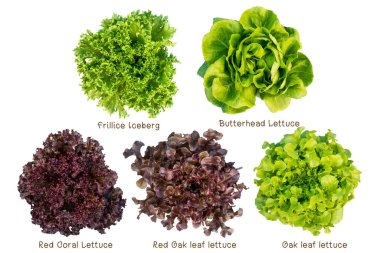 Mix vegetable salad on white background clipart