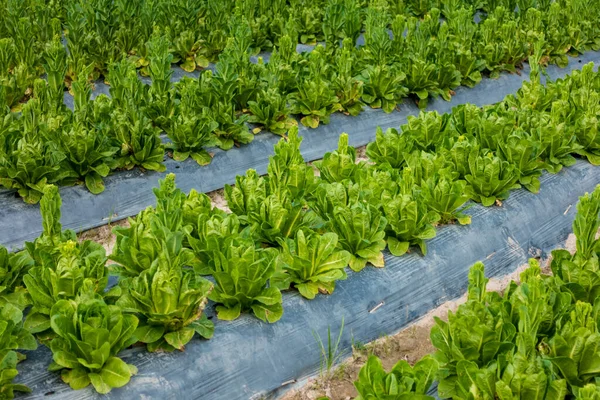 Cos Lettuce or Romaine Lettuce in a plot