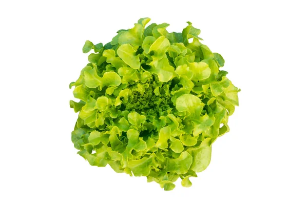 Oak Leaf Lettuce White Background — Stock Photo, Image