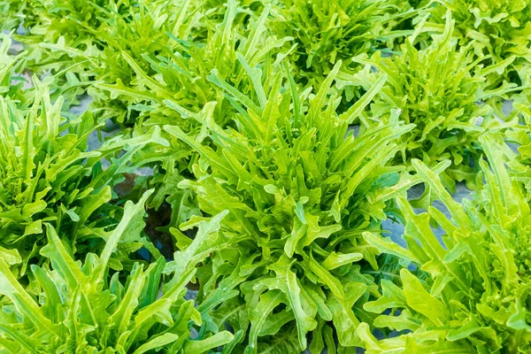 Yeşil Salata Kasesi Bahçede Marul