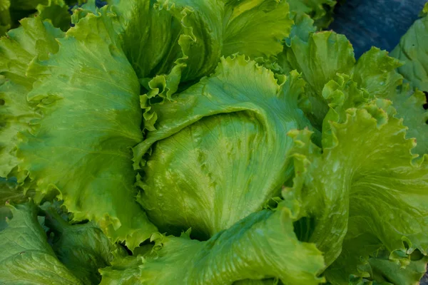 head lettuce, iceberg lettuce in the garden