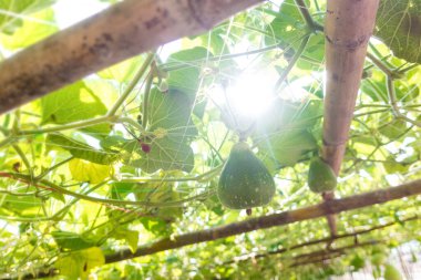 Genç şişe kabağı (Lagenaria siceraria Standl.) Çiftlikteki ahşap bir yapıda asılı.