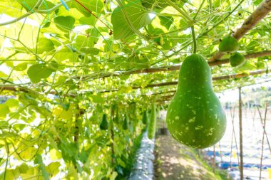 Şişe kabağı (Lagenaria siceraria Standl.) Çiftlikteki ahşap bir yapıda asılı.