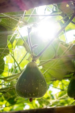 Şişe kabağı (Lagenaria siceraria Standl.) Çiftlikteki ahşap bir yapıda asılı.