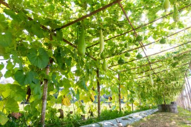 Şişe kabağı (Lagenaria siceraria Standl.) Çiftlikteki ahşap bir yapıda asılı.