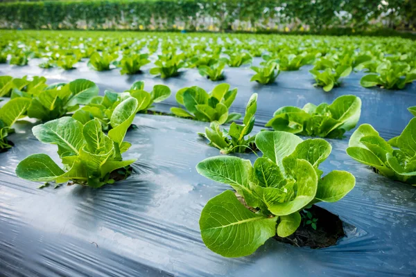 young Cos Lettuce or Romaine Lettuce in a plot
