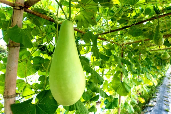 Şişe kabağı (Lagenaria siceraria Standl.) Çiftlikteki ahşap bir yapıda asılı.