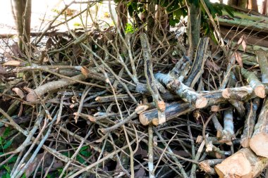 Kışın yanan odunlar için kuru dallar.