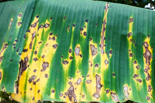 dry banana leaf texture