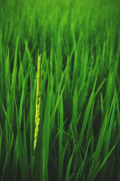 Arroz Jovem Está Crescendo Campo Arroz — Fotografia de Stock