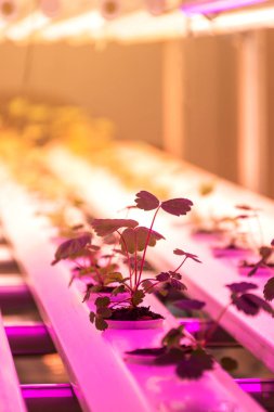 Kapalı alanlarda çilek yetiştirme deneyi.