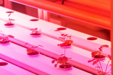 Kapalı alanlarda çilek yetiştirme deneyi.