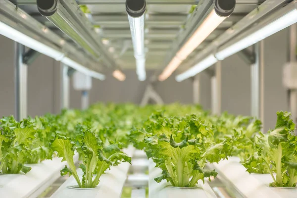 Frillice Iceberg Marul Salatasını içeride yetiştirme deneyi.
