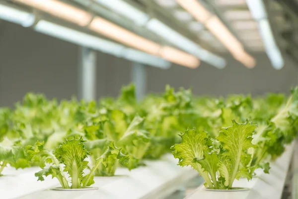 Frillice Iceberg Marul Salatasını içeride yetiştirme deneyi.