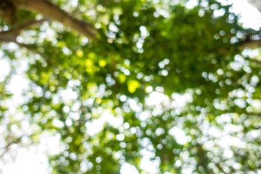 Yeşil iznin odaklanmış bokeh arkaplanı