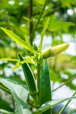 Ağaçta çiçek ve yeşil bamya yetişiyor.