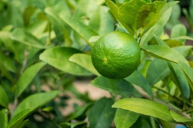 Ağaçtaki yeşil kireç