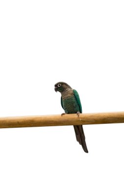 bir tür papağan, beyaz arka planda.