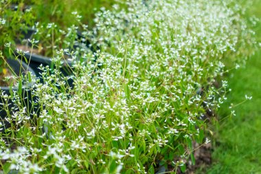 Beyaz çiçekler bahçe.