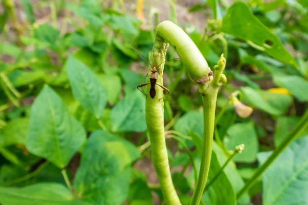 Uno Una Especie Plaga Patio Frijol Largo Jardín —  Fotos de Stock