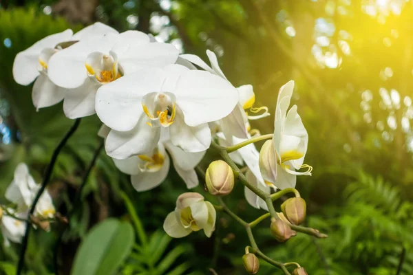 Orchidea Bianca Giardino — Foto Stock