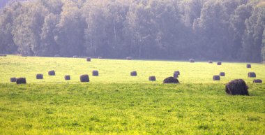 balya saman alanında