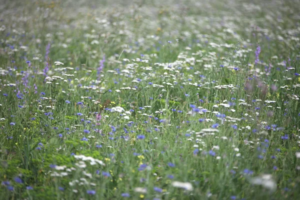 Naturliga ekosystem konsistens — Stockfoto