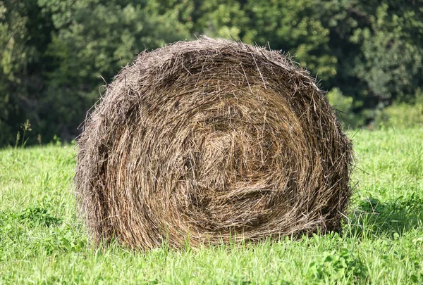 Bale of hay in the field — Stock Photo, Image