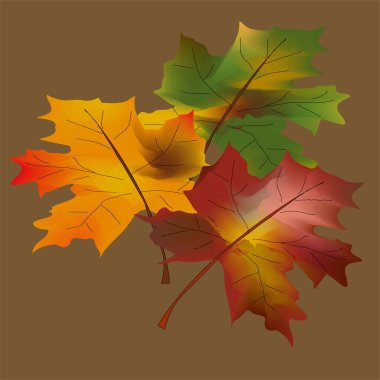 Sonbahar yaprağı koleksiyonu. Sonbahar yaprakları. Çok renkli sonbahar yaprakları, sonbahar yaprakları, akçaağaç, meşe, huş ağacının üç boyutlu simgelerini bırakır. Kırmızı, sarı, yeşil kahverengi yapraklar. İzole vektör nesneleri.