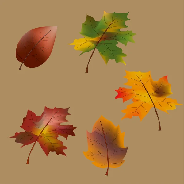 Őszi Levélgyűjtemény Őszi Levelek Multicolor Ősz Levelek Háromdimenziós Ikonok Őszi Stock Illusztrációk