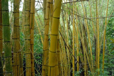 Bamb.Bambuzal Rio de Janeiro eyaletindeki Ilha Grande 'deki Feiticeira şelalesine giderken bulundu..