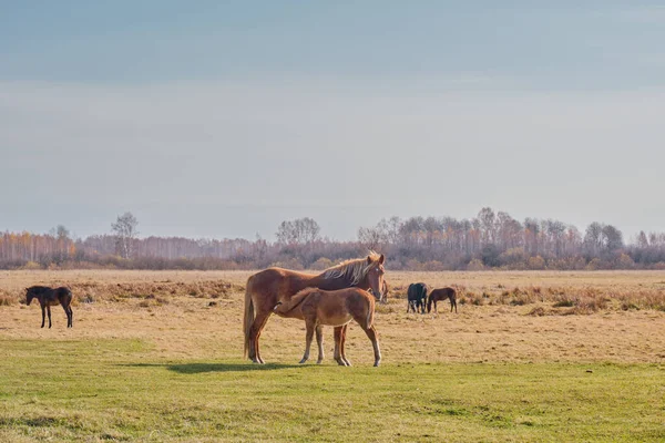 茶色い可愛い子牛の乳首からミルクを吸う 牧草地での馬の放牧晩秋 スペースのコピー — ストック写真