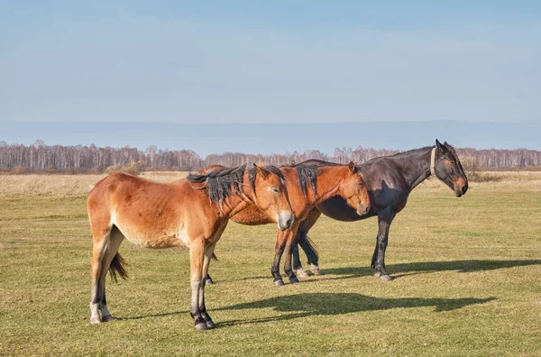 Three brown cute horses sleep peacefully, standing on the meadow. Horses grazes in a pasture late autumn. Copy space