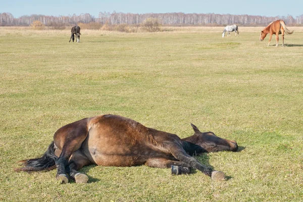 The brown cute horse sleeps peacefully on his side, lying on the grass, and snores. A herd of horses grazes in a pasture late autumn.