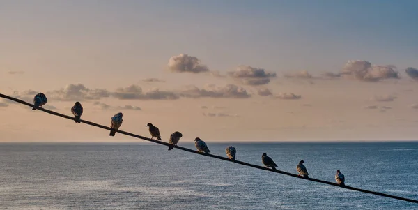 Pombas Sentam Uma Fileira Arame Sobre Fundo Mar Céu Por — Fotografia de Stock