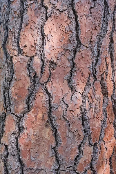 Textura Corteza Marrón Árbol Viejo Con Grietas Profundas Resplandor Solar — Foto de Stock